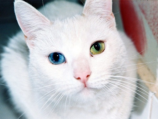 1280px-Cat_Eyes